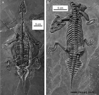 Neue Art von Meeresreptil aus der Trias entdeckt 