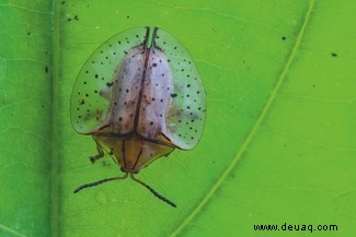 Der durchsichtige Frosch und 6 andere durchsichtige Tiere, die seltsamer als Fiktion sind 