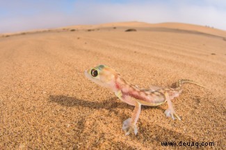 Der durchsichtige Frosch und 6 andere durchsichtige Tiere, die seltsamer als Fiktion sind 