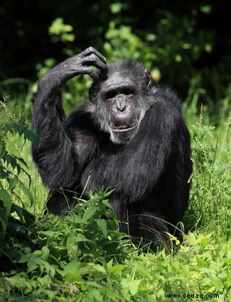 Alternde Schimpansen ziehen alte Freunde neuen Verbindungen vor 