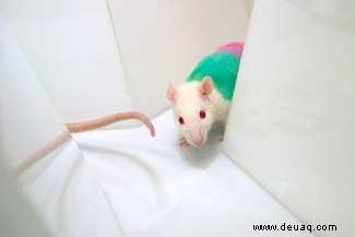 Vom Träumen zum lebensrettenden Schnupfen:13 wissenschaftlich fundierte Rattenfakten 