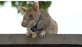 Vom Träumen zum lebensrettenden Schnupfen:13 wissenschaftlich fundierte Rattenfakten 