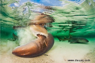 Ein Mob von Mobula-Rochen gewinnt die Ocean Photography Awards 2020 