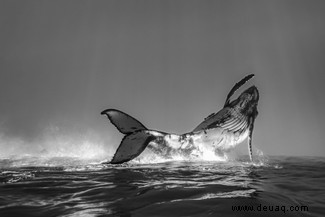 Ein Mob von Mobula-Rochen gewinnt die Ocean Photography Awards 2020 