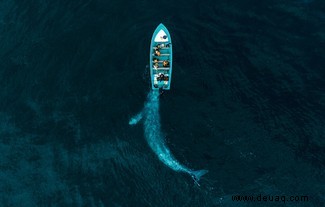 Ein Hai mit Herz gewinnt Drone Photo Awards 2020 
