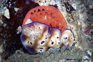 Meeresschnecken:8 Fotos von Kreaturen aus einer anderen Welt, die hier auf der Erde leben 