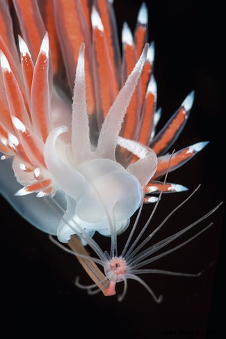 Meeresschnecken:8 Fotos von Kreaturen aus einer anderen Welt, die hier auf der Erde leben 