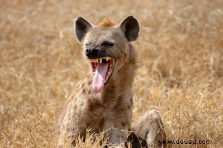 Hyänen:Faszinierend, missverstanden, aber absolut unverzichtbar 
