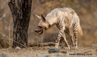 Hyänen:Faszinierend, missverstanden, aber absolut unverzichtbar 