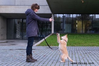 Belohnung, nicht Bestrafung, ist der Schlüssel zu einem glücklichen, gut ausgebildeten Hund 