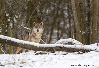 Rewilding:Kann es unsere Tierwelt retten und den Klimawandel mildern? 