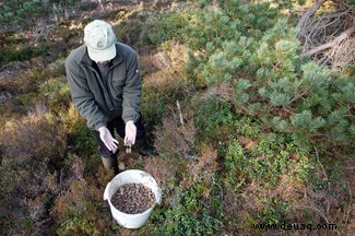 Rewilding:Kann es unsere Tierwelt retten und den Klimawandel mildern? 