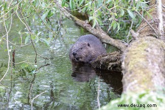 Rewilding:Kann es unsere Tierwelt retten und den Klimawandel mildern? 