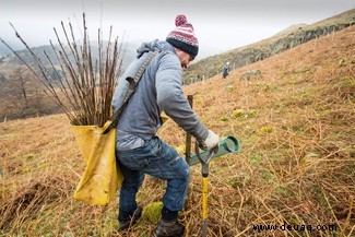 Rewilding:Kann es unsere Tierwelt retten und den Klimawandel mildern? 