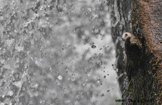 Schneller Pelikan gewinnt den höchsten Ökologie-Fotopreis 