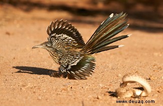 Schneller Pelikan gewinnt den höchsten Ökologie-Fotopreis 