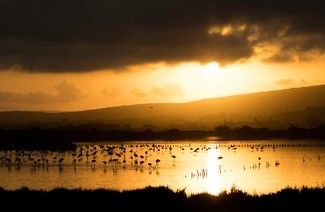 Schneller Pelikan gewinnt den höchsten Ökologie-Fotopreis 