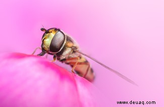 Eine feiernde Raupe und eine Brücke aus Ameisen:Die Gewinner des Nationalen Fotowettbewerbs der Insektenwoche 