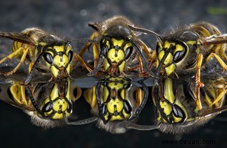 Eine feiernde Raupe und eine Brücke aus Ameisen:Die Gewinner des Nationalen Fotowettbewerbs der Insektenwoche 