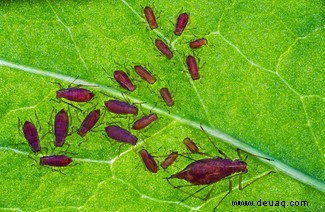 Eine feiernde Raupe und eine Brücke aus Ameisen:Die Gewinner des Nationalen Fotowettbewerbs der Insektenwoche 