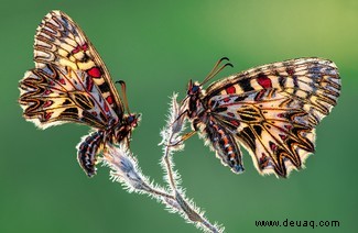 Eine feiernde Raupe und eine Brücke aus Ameisen:Die Gewinner des Nationalen Fotowettbewerbs der Insektenwoche 