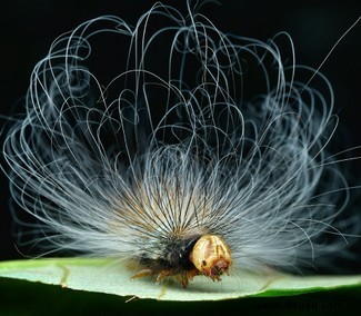 Eine feiernde Raupe und eine Brücke aus Ameisen:Die Gewinner des Nationalen Fotowettbewerbs der Insektenwoche 