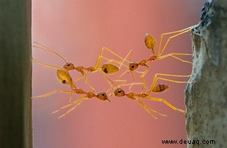 Eine feiernde Raupe und eine Brücke aus Ameisen:Die Gewinner des Nationalen Fotowettbewerbs der Insektenwoche 