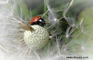 Eine feiernde Raupe und eine Brücke aus Ameisen:Die Gewinner des Nationalen Fotowettbewerbs der Insektenwoche 