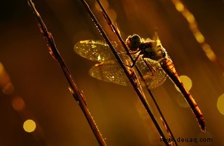 Eine feiernde Raupe und eine Brücke aus Ameisen:Die Gewinner des Nationalen Fotowettbewerbs der Insektenwoche 