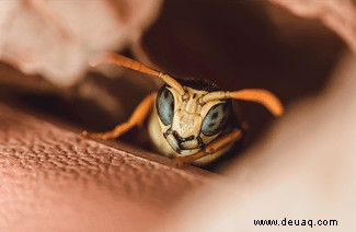 Eine feiernde Raupe und eine Brücke aus Ameisen:Die Gewinner des Nationalen Fotowettbewerbs der Insektenwoche 
