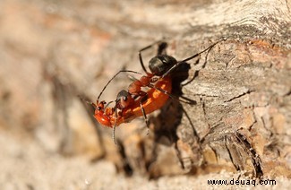 Eine feiernde Raupe und eine Brücke aus Ameisen:Die Gewinner des Nationalen Fotowettbewerbs der Insektenwoche 