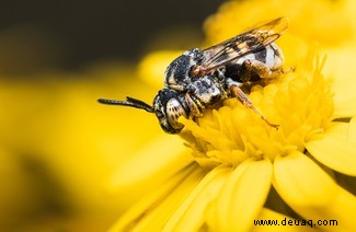 Eine feiernde Raupe und eine Brücke aus Ameisen:Die Gewinner des Nationalen Fotowettbewerbs der Insektenwoche 