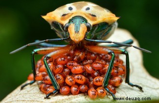 Eine feiernde Raupe und eine Brücke aus Ameisen:Die Gewinner des Nationalen Fotowettbewerbs der Insektenwoche 