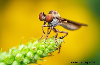 Eine feiernde Raupe und eine Brücke aus Ameisen:Die Gewinner des Nationalen Fotowettbewerbs der Insektenwoche 