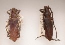 4.000 Jahre alter Käfer in Sammlungen des Naturhistorischen Museums gefunden 