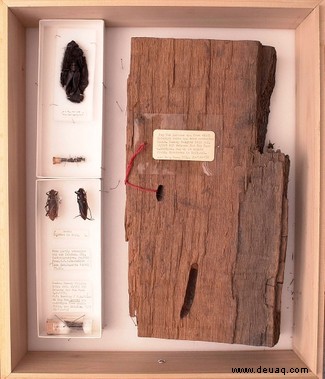 4.000 Jahre alter Käfer in Sammlungen des Naturhistorischen Museums gefunden 