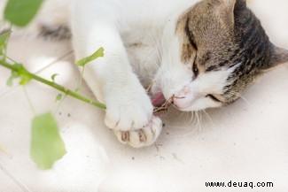 Warum lieben Katzen Katzenminze? 