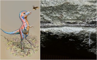 Baby-Tyrannosaurier waren die größten Jungtiere aller Zeiten 