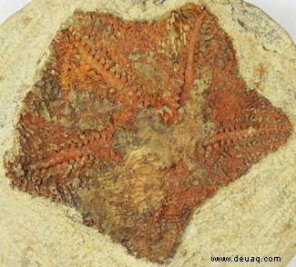 Wissenschaftler entdecken 480 Millionen Jahre altes „fehlendes Glied“ in der Evolution der Seesterne 