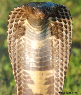 Aufgedeckt:Wie sich Schlangen gegen ihr eigenes Gift wehren 