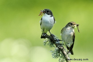 Monogamie und Paarung:Die überraschenden Ähnlichkeiten zwischen Vögeln und Menschen 