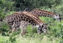 Teamarbeit lässt den Traum für weibliche Giraffen wahr werden 