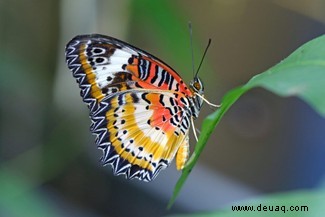 Was ist der Unterschied zwischen einer Motte und einem Schmetterling? 