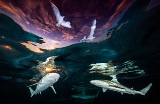 Ein Tanz der Haie und Möwen:Preisträger für Unterwasserfotografie 