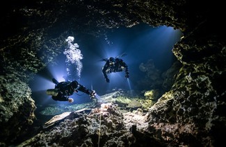 Ein Tanz der Haie und Möwen:Preisträger für Unterwasserfotografie 