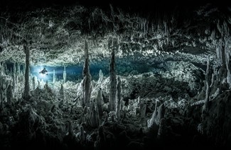 Ein Tanz der Haie und Möwen:Preisträger für Unterwasserfotografie 