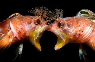 Ein Tanz der Haie und Möwen:Preisträger für Unterwasserfotografie 