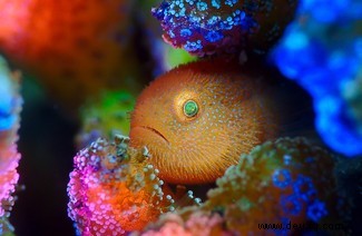 Ein Tanz der Haie und Möwen:Preisträger für Unterwasserfotografie 