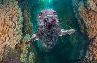 Ein Tanz der Haie und Möwen:Preisträger für Unterwasserfotografie 