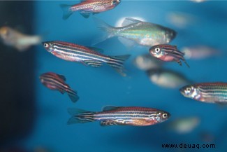 Eine einzige genetische Veränderung verwandelte die Flossen eines Fisches in Gliedmaßen 